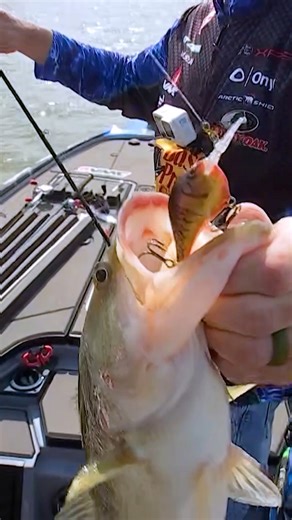 Pro Angler Ott DeFoe boated a pair of 3-pounders on a dark brown crawdad DT6 and now finds himself in the Top 5 on Day 1 on Hartwell. #bassfishing #crawdadpattern #fishing #fishinglures #fishing Lowrance O'Reilly Auto Parts Visit Oconee SC - Oconee County, South Carolina | Major League Fishing