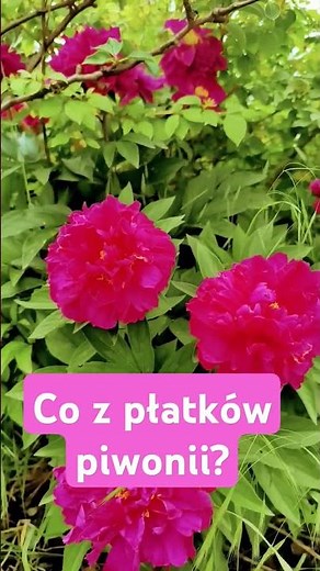 co z płatków piwonii