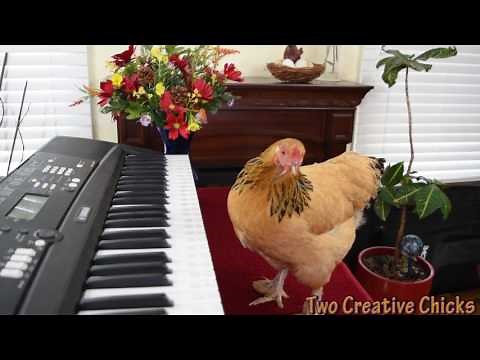 Chicken Plays Operatic Aria on Piano Keyboard