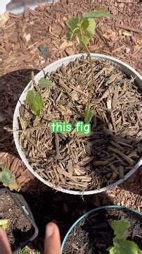 Growing Figs in Containers 👩🏾‍🌾 #garden #shorts