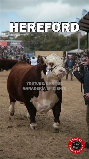 ¿Por qué Hereford sigue siendo una de las razas de carne más importantes del mundo? #ganaderia #bull
