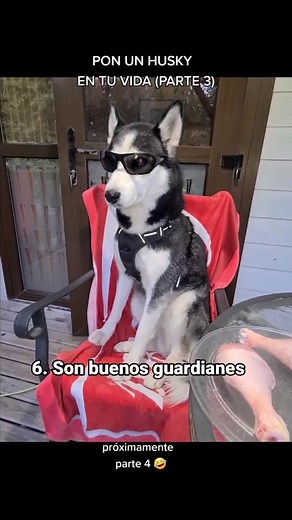 Siberian Husky in Domestic Life: A Charming Encounter