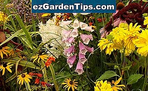 Odpowiednie rośliny do ogrodów balijskich 🌱 Porady Ogrodnicy - Pl.ezGardenTips.com