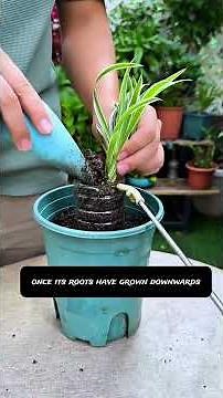 🌿 Turn Cheap Hanging Baskets Into Rare Exposed-Root Masterpieces!