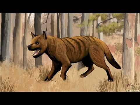 Borophaginae: The 'Bone Crushing Dogs'