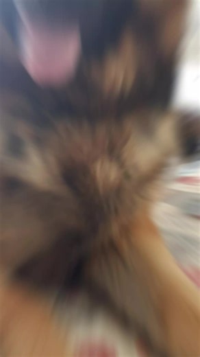 Laura (@laurakearney2708)’s videos with original sound - Bentley and Family