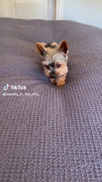 Adorable Baby Yorkie Pup Saying Hi! 🐾