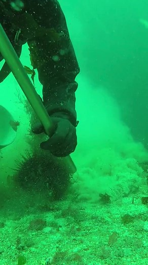 Geoduck Harvesting: The Art of Sustainable Clam Collection