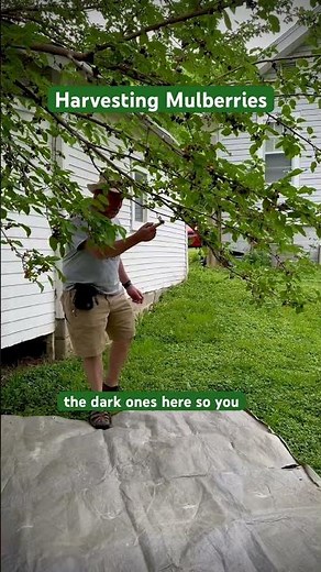 How to Harvest Mulberries