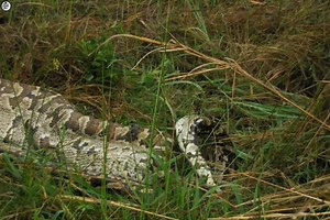 African Rock Python( Part 14) :- [ हिन्दी डाक्यूमेंट्री ] , #nature #animals #documentary #discovery #survivalsworld Discover the story of an African rock python Queen in South Africa. | worldnaturehdtv