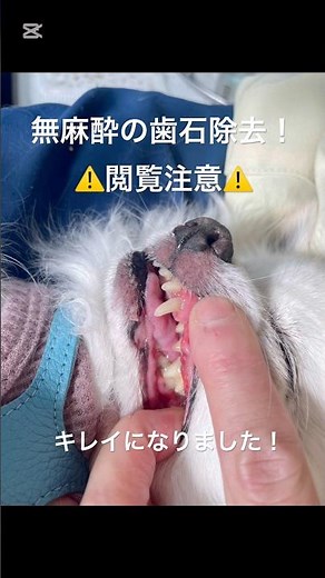 無麻酔の歯石除去#17歳チワワ #シニア犬との暮らし #歯石取り