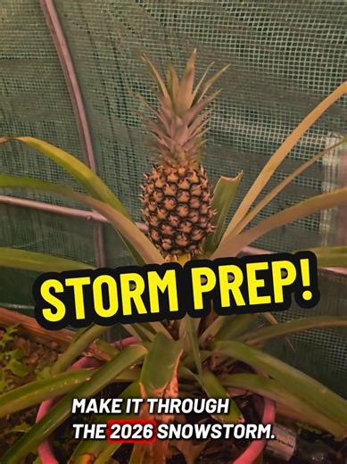 Essential Winter Storm Prep for Your Greenhouse