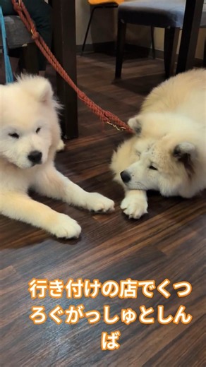 がっしゅとしんばの休日 #秋田犬 #サモエド子犬