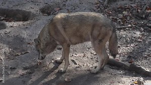 Wolves in autumn, the behavior of isolated wolves in the forest, videos filmed with video denoiser
