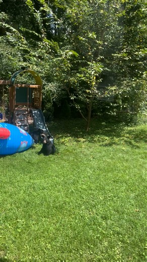 Check out these bear cubs trying to play astronaut with an inflatable rocket. 😄 Thanks Lisa Talley for the video! #blackbears #rocket | Jason Boyer WLOS