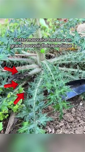Chardon bienfaits et usages thérapeutiques pour le jardin