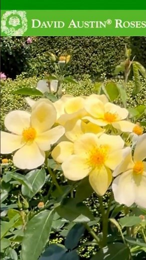 It must have been quite an ordeal...✨ David Austin's English rose #rose