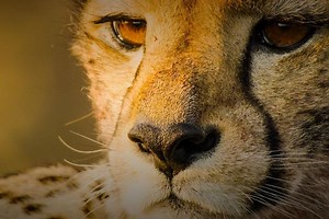 Big Cats Unleashed - Can we save Africa's Big Cats?