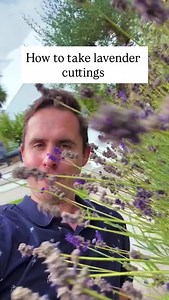 2.9K views · 3K reactions | How to take lavender cuttings ✂️ #gardening | The Michael Griffiths | Facebook