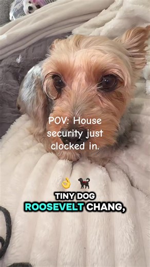 Meet the official Three-Pet Circus security team: Penelope on patrol, Bella on vibes, and Gravy running night shift. Tiny but fully convinced they’re in charge of the whole block. 🚨🐾 #threepetcircus #dogsoftiktok #catsoftiktok #guarddog #petsoftiktok