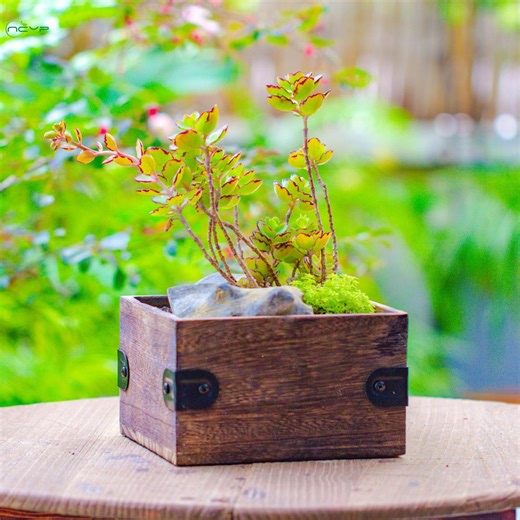 Ship to US Handmade Fired Wood Planter, Large Size, Wood Planter Only, Deco Excluded - Etsy