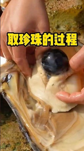 从珍珠蚌里取出的珍珠，真的是太漂亮了 #有趣 #科普 #解压 #珍珠 #珍珠蚌
