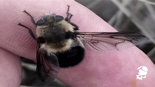 S🇺🇸 - Top 14 fastest insect in the world Source Data Ball #YT #serangga #tercepatdidunia #fastest #insects #factsddragon #viral #fyp #bee #bee