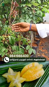 🤯 This Star-Shaped Fruit is a Vitamin C BOMB! 💣 (Easy to Grow in ANY Home!) Stop buying expensive supplements! Grow your immunity booster at home with the incredible Sweet Star Fruit (Carambola). 🌟 It’s an exotic fruit that’s super easy to grow, even in a small balcony pot! Perfect for boosting your kids’ immunity and providing essential nutrients to elders. A large harvest is guaranteed! Why is everyone talking about this fruit? ✅ High in Vitamin C: Essential for a strong immune system. ✅ Sm