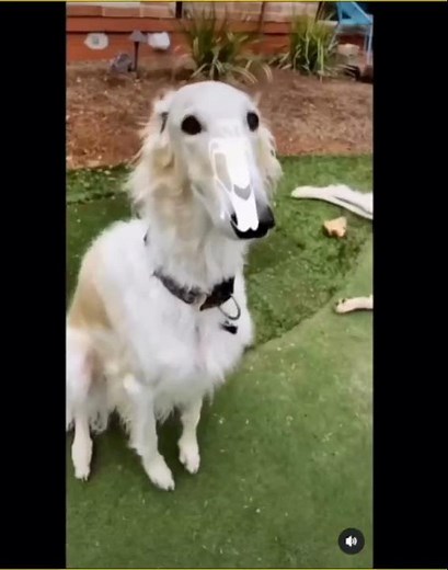 long face dog meme compilation do it for you borzoi