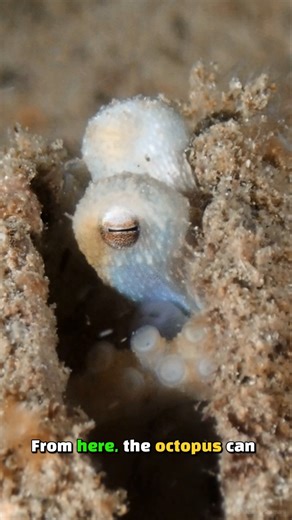 Clever Octopus Using a Clam Shell for Protection #shorts #octopus #facts #oceanlife