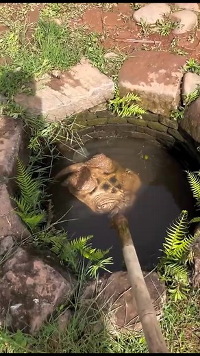 Turtle | អារម្មណ៍-felling