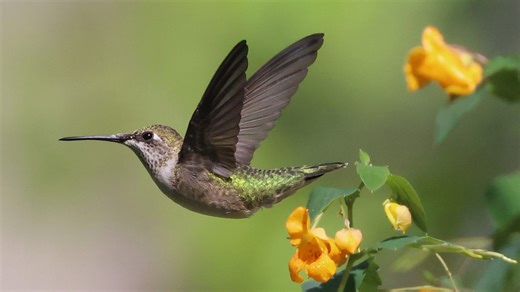 When do hummingbirds return to Ohio? Interactive map, when to put out feeders, more