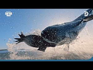Shark Week 2023 🦈 Compilation | Discovery Channel Southeast Asia
