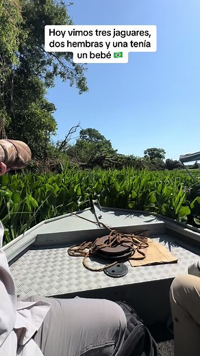 Leopard Resting on a Tree in Lush Greenery