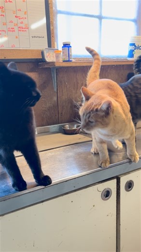 Cats. | Love of Brian Farm Sanctuary