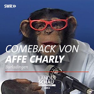 50K views · 314 reactions | Der Trigema-Affe aus den 90er Jahren ist zurück. Doch statt eines echten Schimpansens wird im digitalen Zeitalter der Affe Charly mittels künstlicher Intelligenz generiert. | Landesschau Baden-Württemberg | Facebook