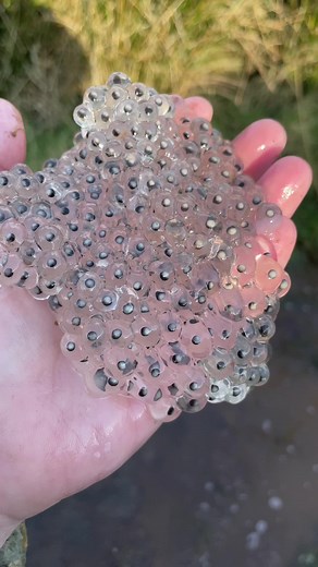 Do you want to see it squished? 😩🐸 #frogeggs #frogspawn #frogarmy #fyp #nature
