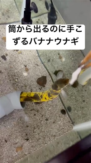 筒から出るのに手こずるバナナウナギ #アクアリウム #うなぎ #ウナギ