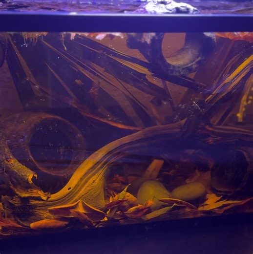 I miss my tinted tanks so badly! I cannot wait to get all of my tanks back up and going. 🍂 Check out that massive King Pod in the left hand bottom corner! #aquarium #aquariumhobby #aquariumhobbyist #foryoupage #fyp