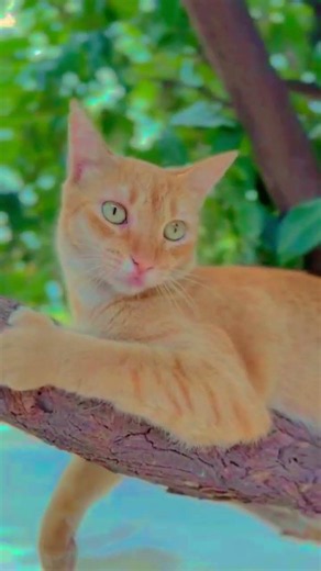 wey su eres creador de contenido pequeño utiliza esta audio🥳#cat#michis#gatos#shortsfeed#viral#memes