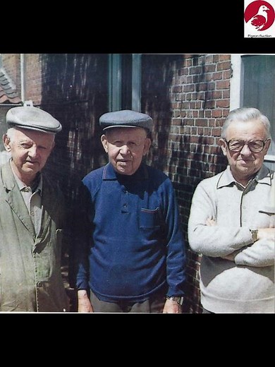 Janssen Brothers – The Most Famous Racing Pigeons Ever 🕊️ #pigeonauction #pigeon101 #racingpigeons