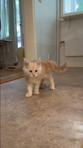 Adorable Maine Coon kittens playing 🐾 #cutecats #catvideo #kitten #mainecoonkittens #funnycats