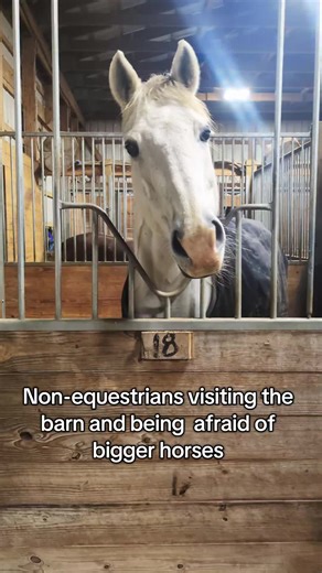 Don't worry though, this pony in for training is actually very sweet... we promise 😊 #horses #pony #equestrian