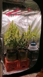 Give your indoor garden a boost with the ADlite series for faster growth and better harvests! | Mars Hydro LED