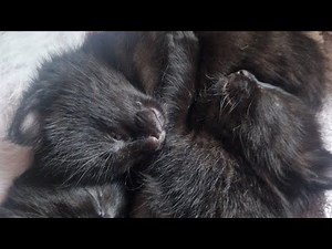 7 week old half siamese kittens playing