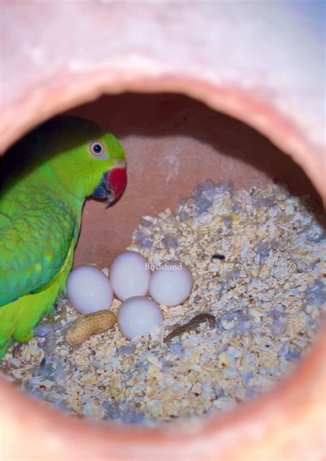 Ringneck Parrots Hatching Eggs: A Fascinating Journey