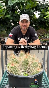 Let’s repot a huge hedgehog cactus!🌵 #smithsgardentown #repotting #repot #cactusrepot #cactus #howto #gardening #hedgehogcactus | Smith's Gardentown