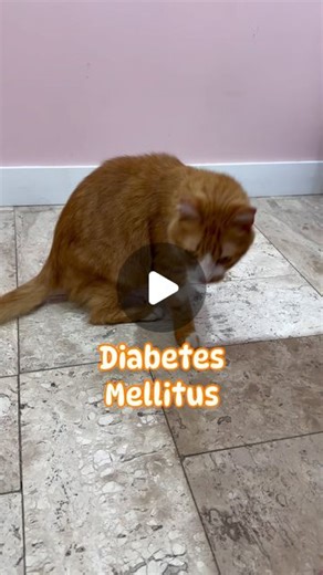 Dra Polyana Paixão | Medicina Felina on Instagram: "Um dos sinais de Diabetes Mellitus nos gatos é o andar plantigrado, que é causado pela neuropatia diabética. 💠 Se um paciente apresenta esse sinal clínico junto com perda de peso, fome excessiva (polifagia) aumento da quantidade de urina na caixa de areia (poliúria), ingestão hídrica exagerada (polidpsia), deve-se realizar a glicemia, dosagem de frutosamina e urinalise. O diagnóstico se dá pelos resultados de hiperglicemia (glicose sanguínea a