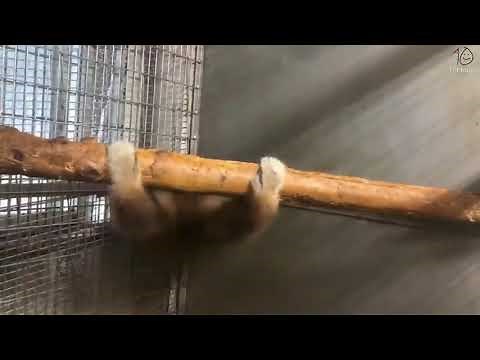 Smooth monkey spinning smoothly for 10 smooth hours [4K 60 FPS AI upscaling]