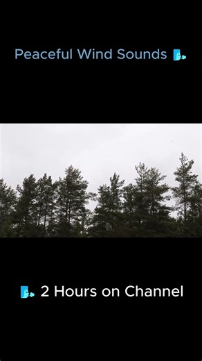 Whistling Wind Sounds 🌬️ Relaxing Nature Ambience #windsounds #relaxing #sleep #nature #cozy